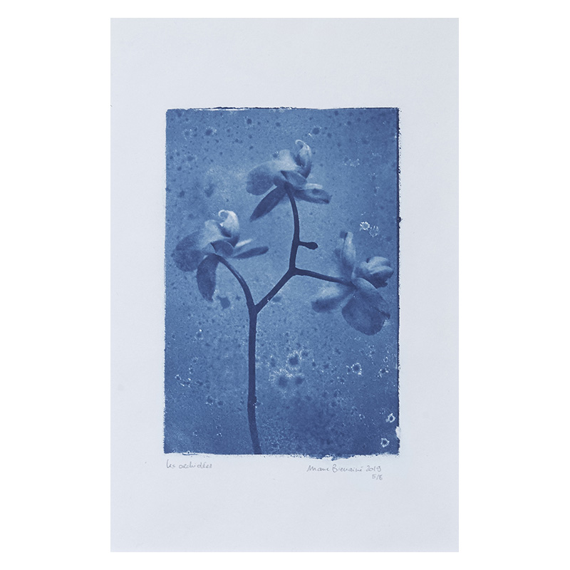 Marie bienaime, tirage cyanotype, cyanotype grand format, procedes anciens, procédés alternatifs, poesie, photographe lyon, photographe professionel lyon, artiste photographe, publication intime et avant a chabeuil, les rencontres de la photo de chabeuil, festival 2021